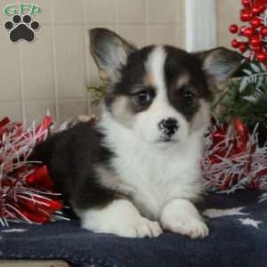 Odin, Pembroke Welsh Corgi Puppy