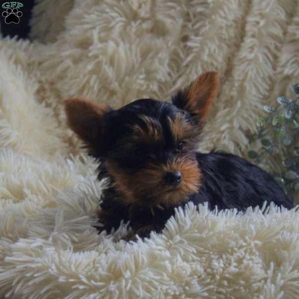 Olive, Yorkie Puppy