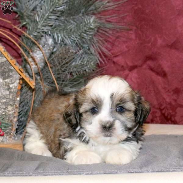 Olive, Shih Tzu Puppy