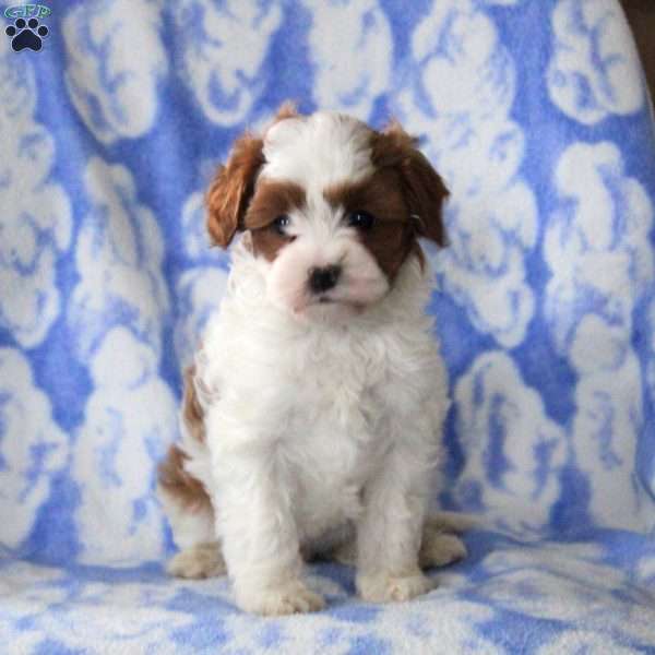 Olive, Cavapoo Puppy