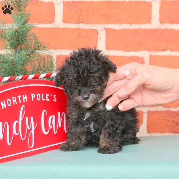 Olive, Miniature Poodle Puppy