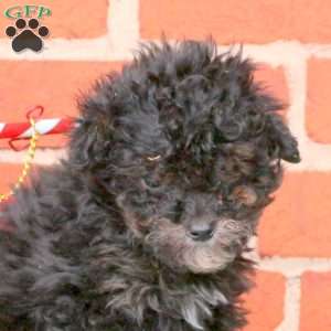 Olive, Miniature Poodle Puppy