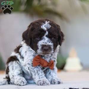 Oliver, Lagotto Romagnolo Puppy