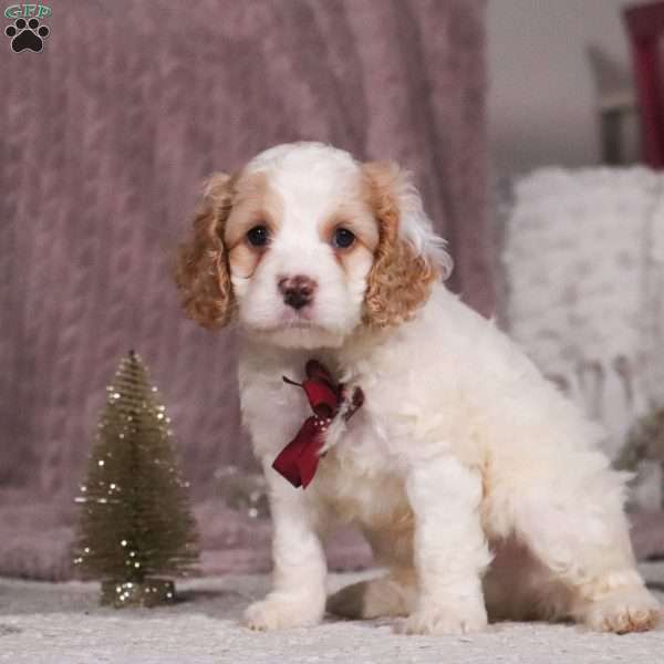 Oliver, Cockapoo Puppy