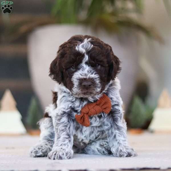 Oliver, Lagotto Romagnolo Puppy