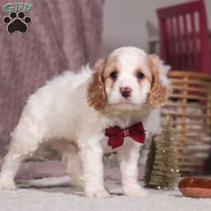 Oliver, Cockapoo Puppy