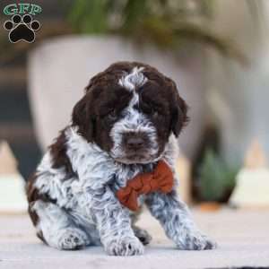 Oliver, Lagotto Romagnolo Puppy