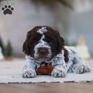 Oliver, Lagotto Romagnolo Puppy