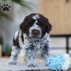 Oliver, Lagotto Romagnolo Puppy