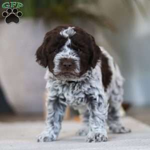 Oliver, Lagotto Romagnolo Puppy