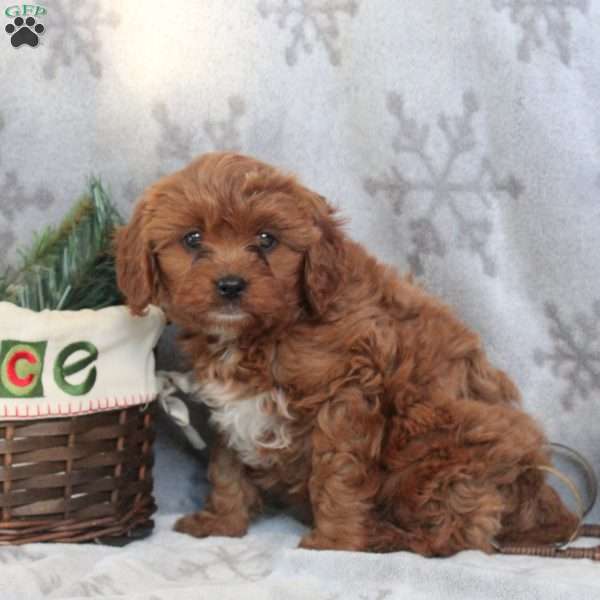 Oliver, Cavapoo Puppy