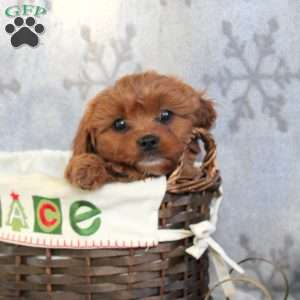 Oliver, Cavapoo Puppy