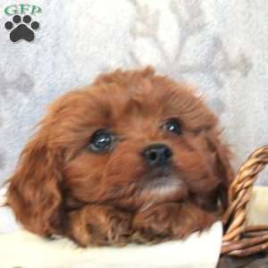 Oliver, Cavapoo Puppy