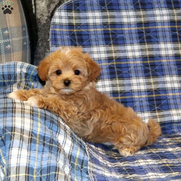 Oliver, Maltipoo Puppy