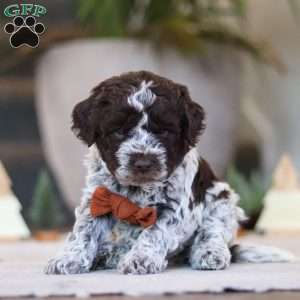 Oliver, Lagotto Romagnolo Puppy