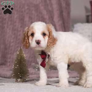 Oliver, Cockapoo Puppy