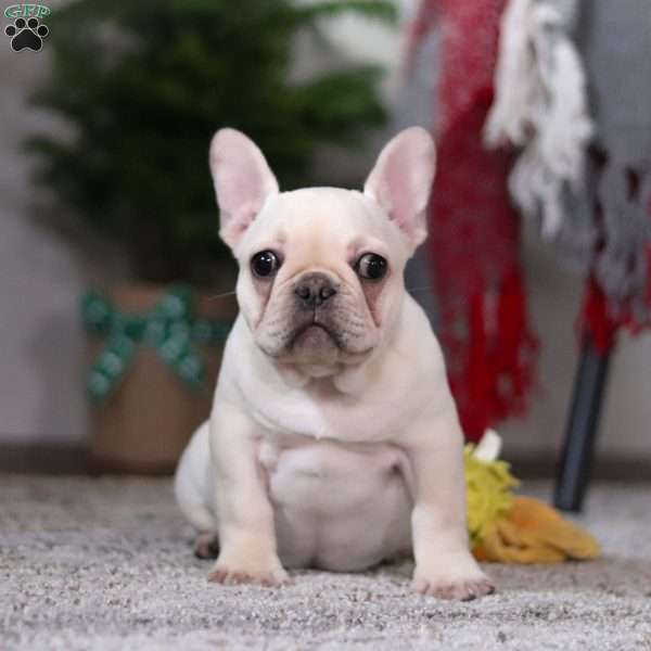 Polly, French Bulldog Puppy