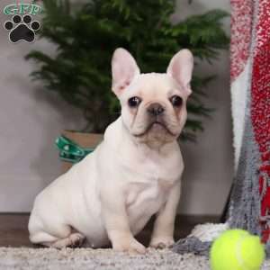 Polly, French Bulldog Puppy