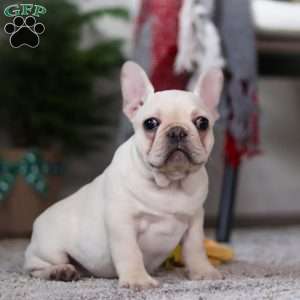 Polly, French Bulldog Puppy