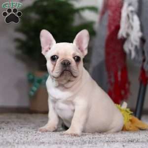 Polly, French Bulldog Puppy