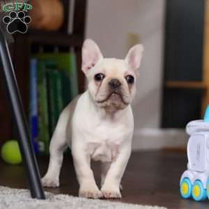 Polly, French Bulldog Puppy