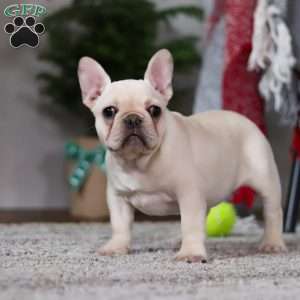 Polly, French Bulldog Puppy