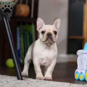 Polly, French Bulldog Puppy