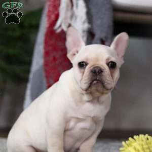 Polly, French Bulldog Puppy