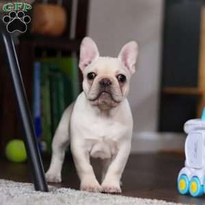 Polly, French Bulldog Puppy