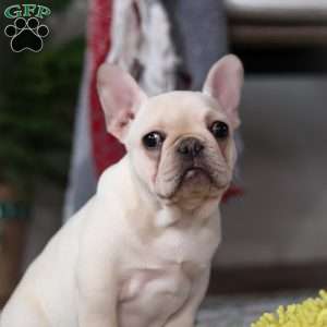 Polly, French Bulldog Puppy