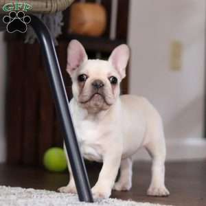 Polly, French Bulldog Puppy