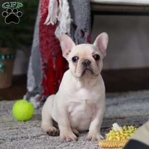 Polly, French Bulldog Puppy