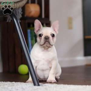 Polly, French Bulldog Puppy