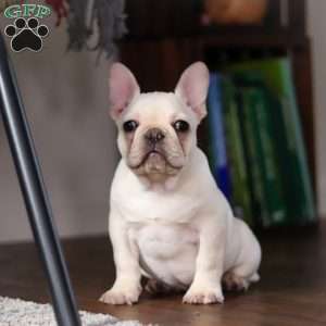 Polly, French Bulldog Puppy