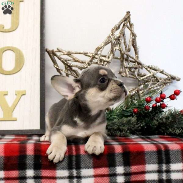 Ollie, French Bulldog Puppy