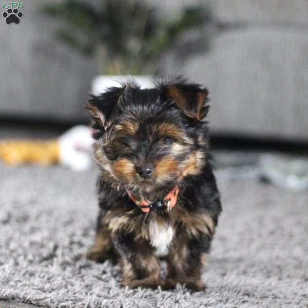 Ollie, Yorkie Puppy