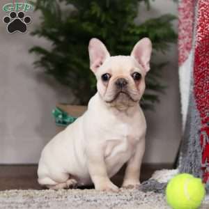 Polly, French Bulldog Puppy