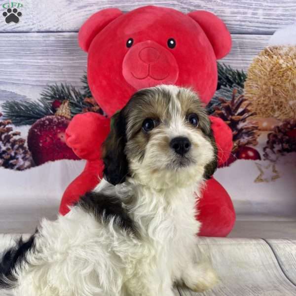 Sophie, Cavapoo Puppy