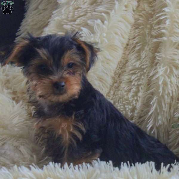 Omar, Yorkie Puppy