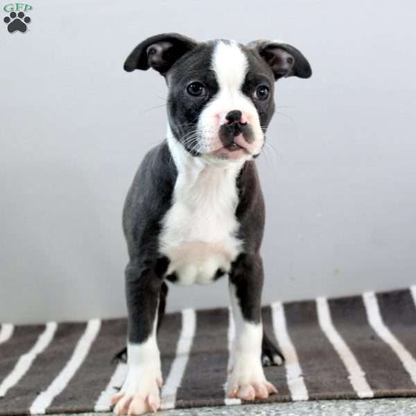 Omar, Boston Terrier Puppy