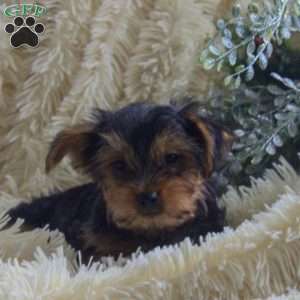 Omar, Yorkie Puppy