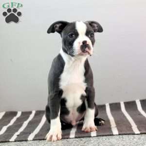 Omar, Boston Terrier Puppy