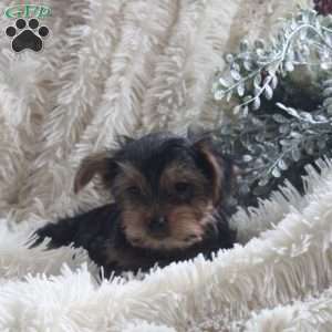 Omar, Yorkie Puppy