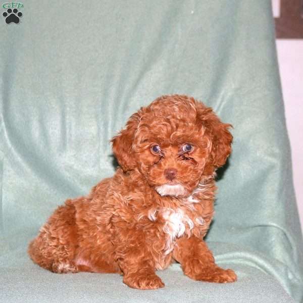 Opal, Cavapoo Puppy