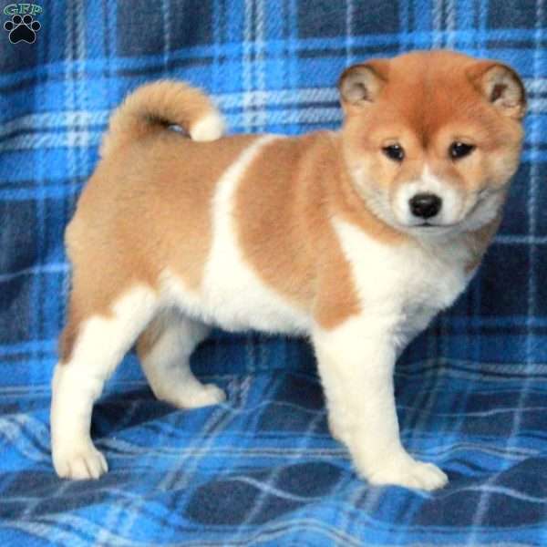 Opal, Shiba Inu Puppy