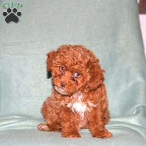 Opal, Cavapoo Puppy