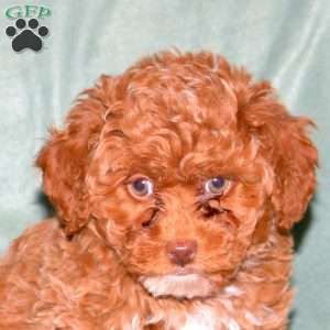 Opal, Cavapoo Puppy