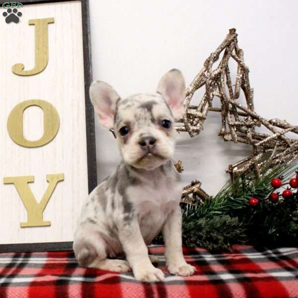 Opal, French Bulldog Puppy