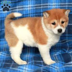 Ophelia, Shiba Inu Puppy