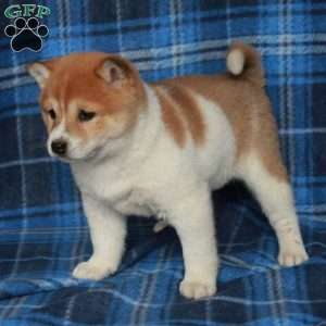 Ophelia, Shiba Inu Puppy